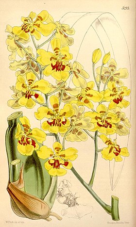 Oncidium excavatum