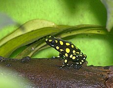 Oophaga histrionica