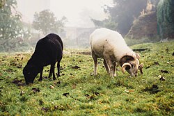 Mouton d'Ouessant