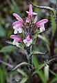 Pedicularis hirsuta