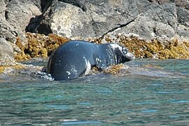 Foca monje del Mediterráneo