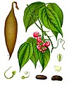 Physostigma venenosum "Calabar bean", source of physostigmine (coloured plate from Köhler's Medicinal Plants)
