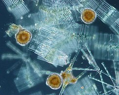 Phytoplankton are the foundation of the ocean food chain