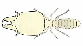 Termopsidae