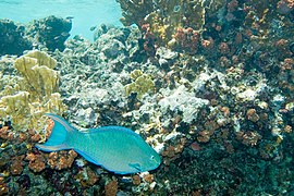 Perroquet royal (Scarus vetula)