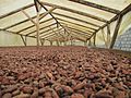 Cocoa beans drying, São Tomé