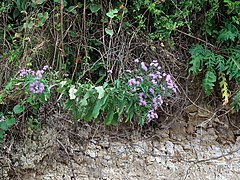 右に、今年は花茎が立たない個体の根出葉が見える。