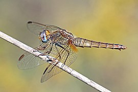 Scarlet darter (Crocothemis erythraea) female Bulgaria