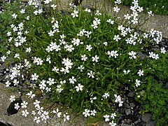 Silene alpestris