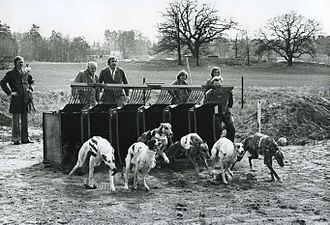 Hundkapplöpning på fältet på 1960-talet.