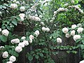 A Snowball bush taken in Conyers, Georgia