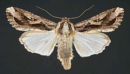 Spodoptera dolichos