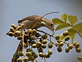 on Lannea coromandelica in Shamirpet, Rangareddy district, অন্ধ্রপ্রদেশ, ভারত.