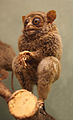 Tarsius fuscus.