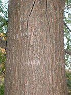 bark