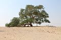 Image 36The Tree of Life, a 9.75 meter high Prosopis cineraria tree that is over 400 years old (from Bahrain)
