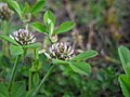 Trifolium glomeratum