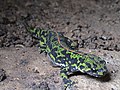 Marbled newt