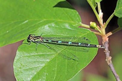 young adult female blue form