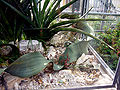 Welwitschia mirabilis