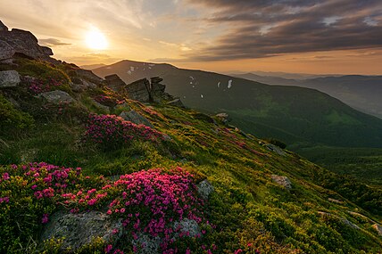 Rhododendron dans les Carpates à l'ouest de l'Ukraine en mai 2018.