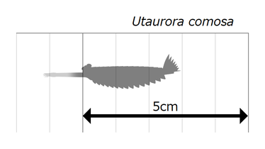 Size estimation