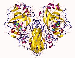 Sulfitoxidase