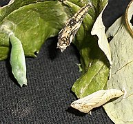 Three colour versions of the pupae