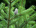 Nikko-Tanne (Abies homolepis)