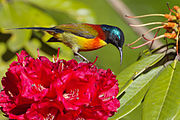 sunbird with greenish-brown wings, yellow-orange belly, red upper back, and bluish-black face