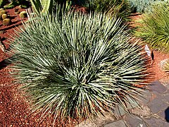 Agave geminiflora