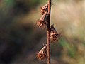 Fruits of common agrimony, for comparison