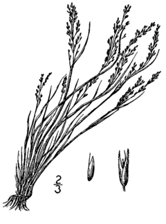 Description de l'image Agrostis scabra BB-1913.png.