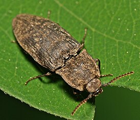 Agrypnus murinus