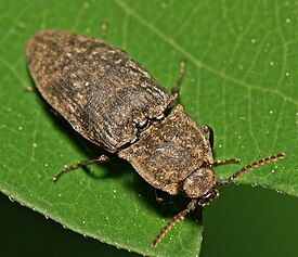 Серый щелкун (Agrypnus murinus)