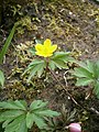 Anemone ranunculoides