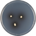 Aspergillus iizukae growing on CYA plate