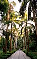 A botanical garden of Kitchener's Island, Aswan, Egypt