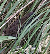 Un oiseau noir pénétrant dans des herbes hautes