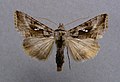 Autographa nigrisigna