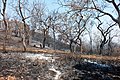 Burnt Region of Bandipur Forest in February 2019