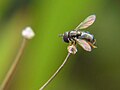 Betasyrphus serarius （甜菜蚜蠅屬）