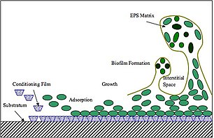 Formação de biofilme a partir de matriz extracelular de polissacarídeos