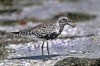 Black-bellied Plover (female in breeding plumage)