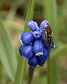 A Syrphid fly (a mimic) rests on a Grape hyacinth