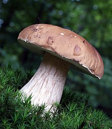 Two mushrooms with brown caps and light brown stems growing on the ground, surrounded by fallen leaves and other forest debris. One mushroom has been plucked and lies beside the other; its under-surface is visible, and is a light yellow colour.