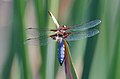 Libellula depressa