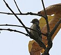 Brown-capped pygmy woodpecker in Kawal Wildlife Sanctuary, India.