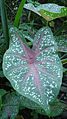 Caladium bicolor.