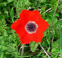כלנית מצויה Anemone coronaria בצורת מגן דוד (צלמים: אני וצחי אבנור)